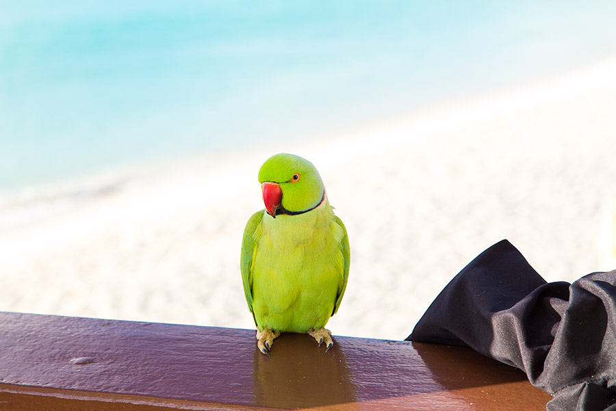 anguilla parrot